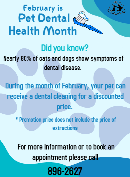 February is Pet Dental Health Month! – Valley Veterinary Clinic